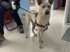 -瑞派福兴宠物医院犬猫全科·骨科·中西医结合(河东店)