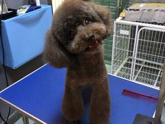 -我爱吾宠宠物美容院(朝阳路店)