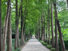 -上海滨江森林公园