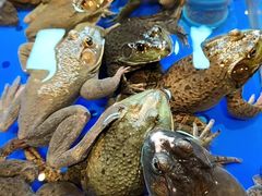 -黑金·寻焰自助百汇·烤肉·火锅(中街店)