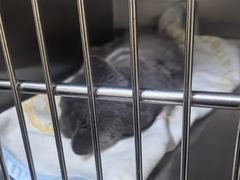 -艾贝尔宠物医院 ·内科全科(梁溪路店)