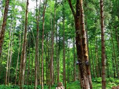 -洛阳白云山景区