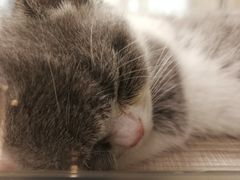 -飞行喵MR PILOT|猫舍·猫咖(静安大融城店)