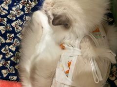 -灵美宠物诊所
