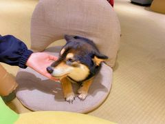 -逗柴咖啡屋·狗咖猫咖宠物桌游