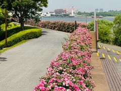 -上海滨江森林公园