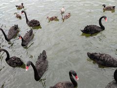 -五缘湾湿地公园