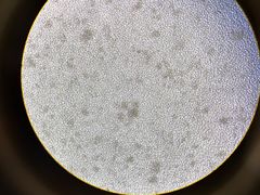 -上海吉涛生物科技有限公司