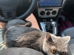 -纳吉亚猫专科动物诊疗中心(蒋宅口分院)