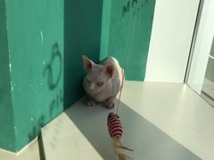 -飞行喵MR PILOT|猫舍·猫咖(静安大融城店)