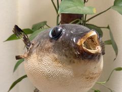 -天正河鲀·河豚亭(大连店)