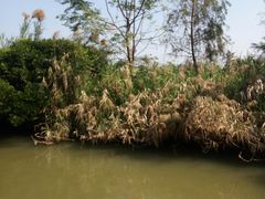 -大湾区中央湿地公园