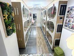 -青奢宠物·青奢猫舍