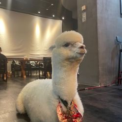 -大树儿童摄影