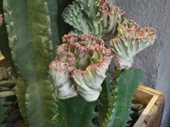 -MIKAKU(万达广场上海宝山店)