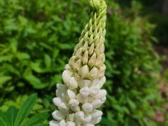 -渤公岛生态公园