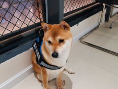 -怪兽屋·羊驼·猫咖·狗咖(俊华广场店)