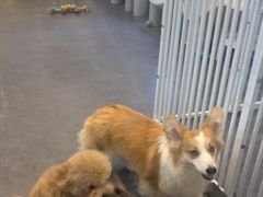 -有喵·猫咖·狗咖·30几只猫10只小狗(岗厦店)