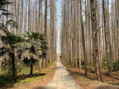 -黄海国家森林公园