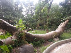 -瑞丽独树成林风景区