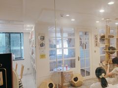 -楼上猫咖(罗湖店)