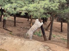 -云南野生动物园
