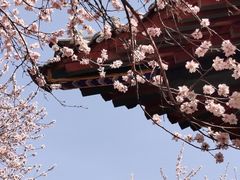 -桃花堤公园