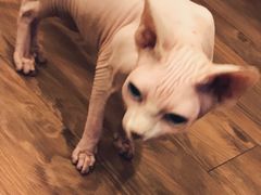 -猫友咖啡店(玉林西路店)