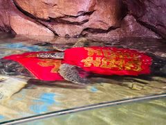 -青岛海底世界-水族馆