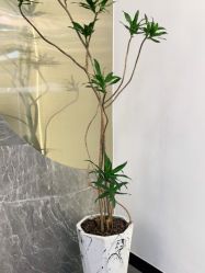 -苏奇发型·烫发染发