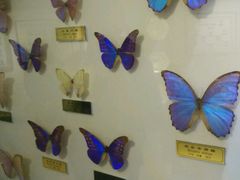 -上海昆虫博物馆