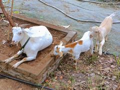 -马陆小张葡萄园农家乐