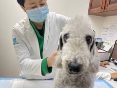 -美联众合动物医院·24h转诊中心