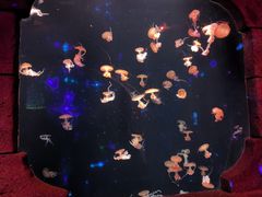 -哈尔滨波塞冬海底世界