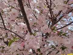 -古柏渡丰乐樱花园