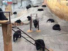 -东方熊牧场