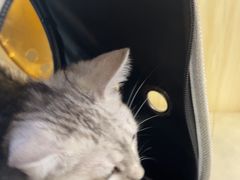 -瑞派紫金宠物医院24小时·骨科·中兽医·重症转诊中心(番禺大石院)