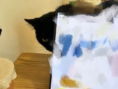 -有喵·猫咖·狗咖·30几只猫10只小狗(岗厦店)