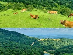 -大姆山草场