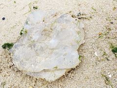 -北海金海湾红树林生态旅游区