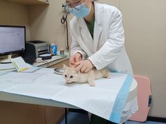 -瑞鹏宠物医院·爱宠堂·骨外专科(西荷分院)