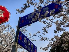 -高东镇樱花园