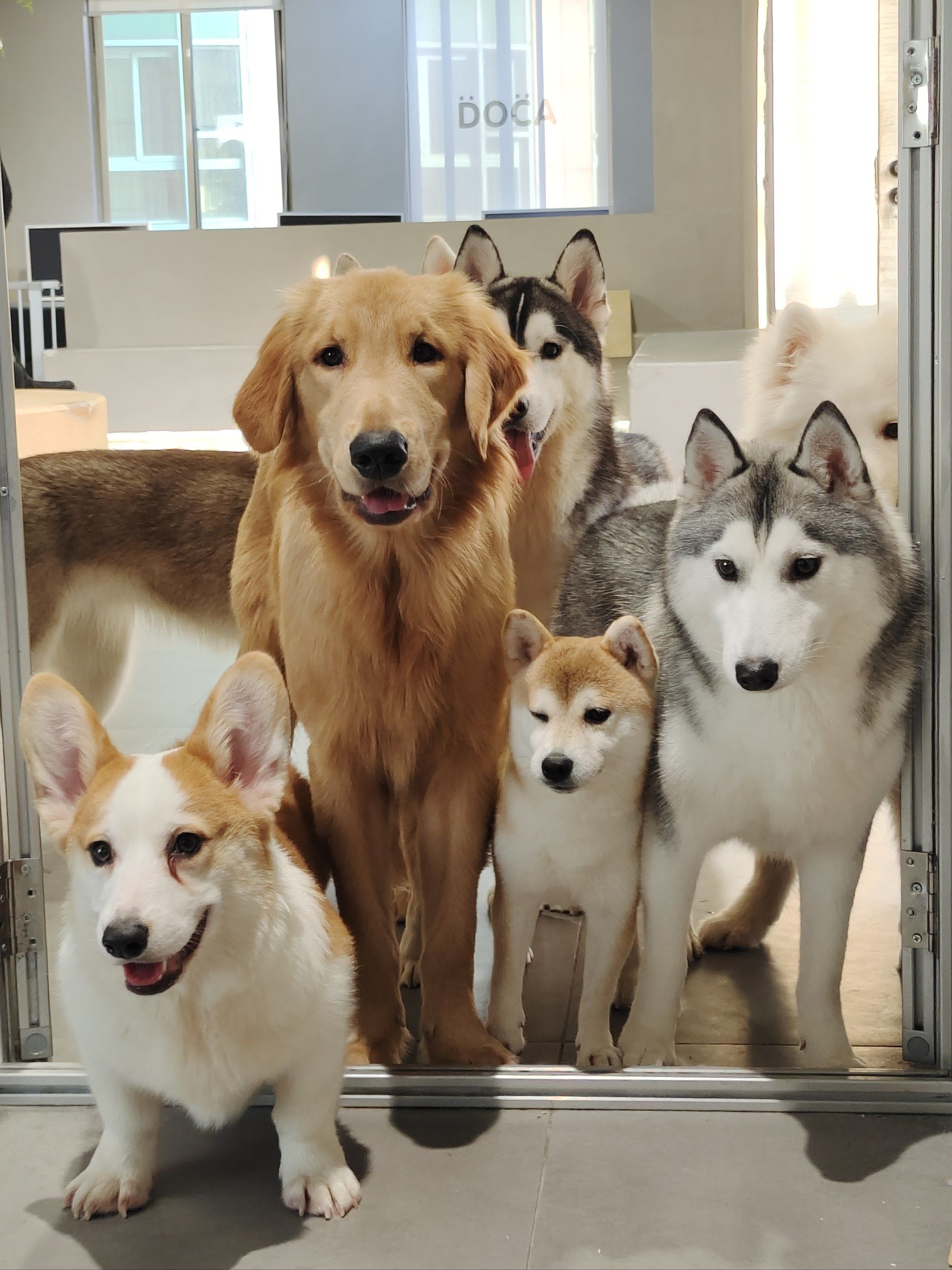 qq群超级宠物，群超级宠物级别排行