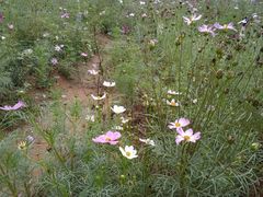 -松山湖梦幻百花洲