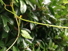 -贵阳市花溪国家城市湿地公园