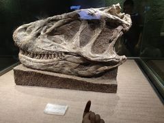 -自贡恐龙博物馆
