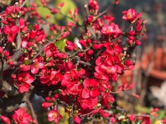 -龙大花卉苗木市场