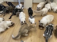 -有喵·猫咖·狗咖·30几只猫10只小狗(岗厦店)