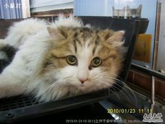 -纳吉亚猫专科动物诊疗中心(蒋宅口分院)