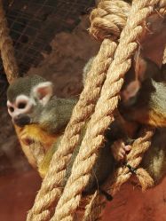 -Zoolung Zoolung动物主题公园(海信广场店)